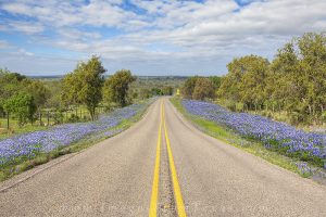 Along a colorful backroad in the Texas  Hill Country, bluebonnets fill the roadsides on a wonderful spring morning.